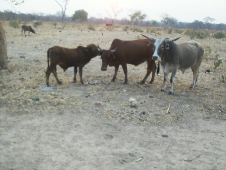 Lochinvar Safari Lodge