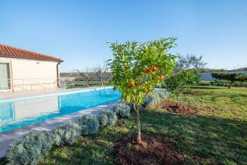 Olive & Lavender Villa With Pool