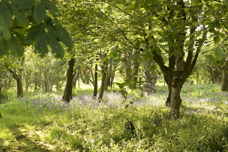 Bed & Breakfast Holwell Holistic Retreat - Adults Only