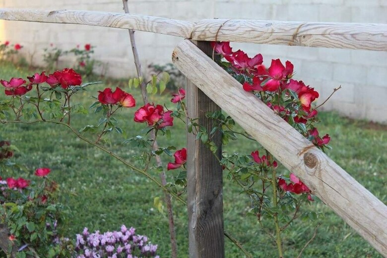 Agroturismo Agriturismo Il Cardoncello