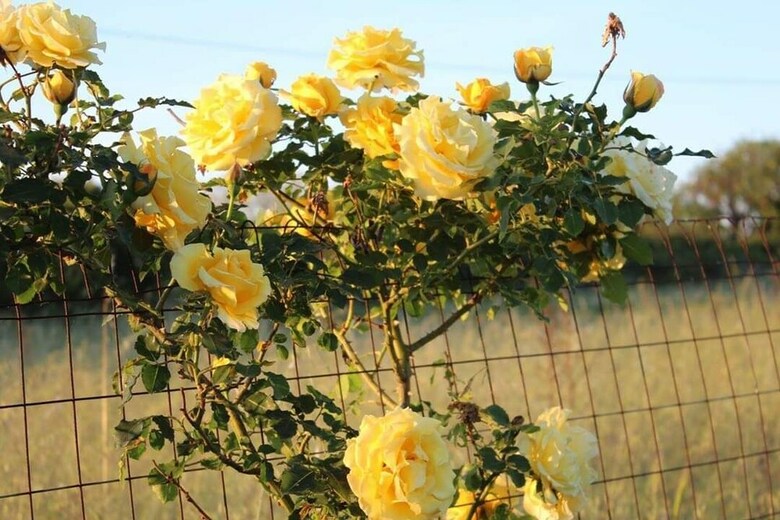 Agroturismo Agriturismo Il Cardoncello