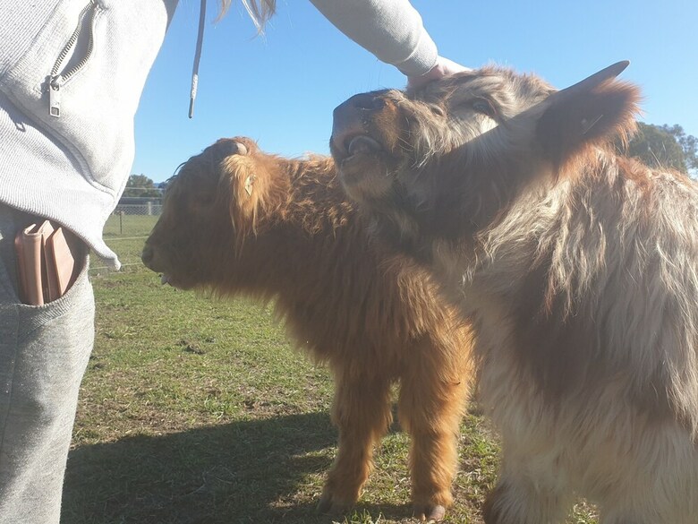 Yass Tiny Farm And Accommodation