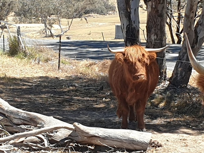 Yass Tiny Farm And Accommodation