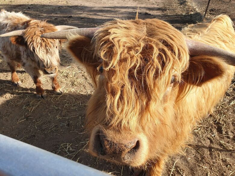 Yass Tiny Farm And Accommodation