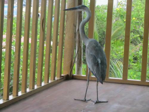 Lodge Galapagos Chalet