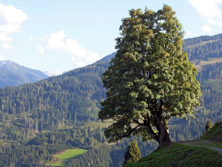 Charming Apartment In Kleinarl Austria Near Ski Area