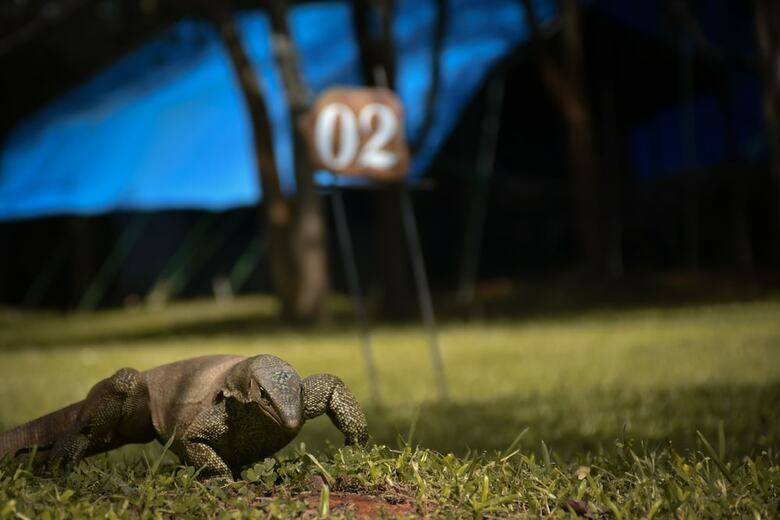 Big Game On Wheels - Udawalawe