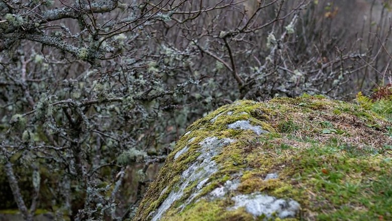 Bryn Llys Uchaf