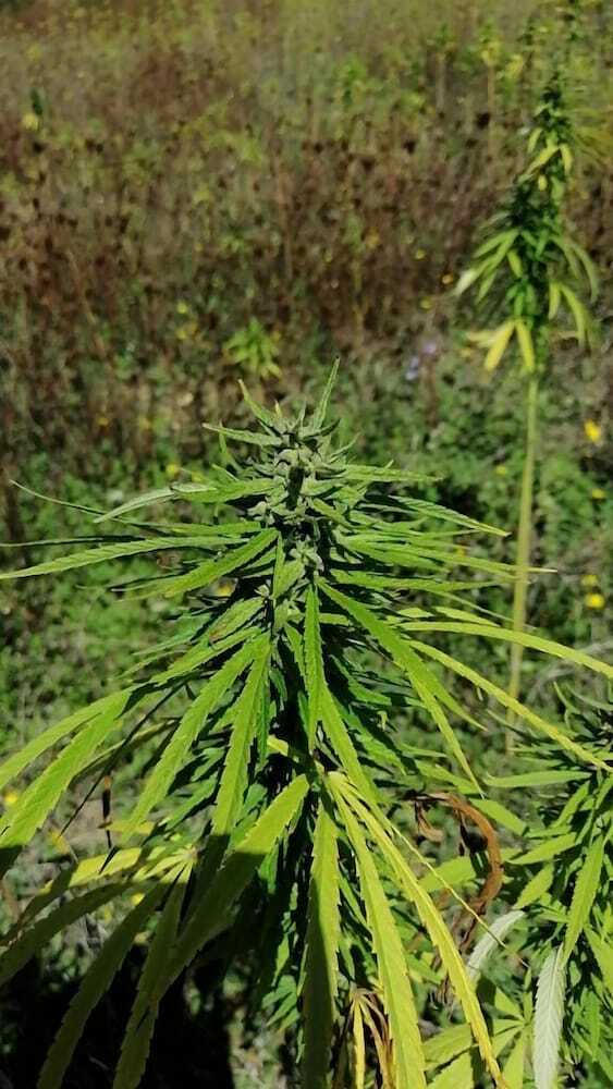 Agroturismo Cannabis Clinic & Restaurant