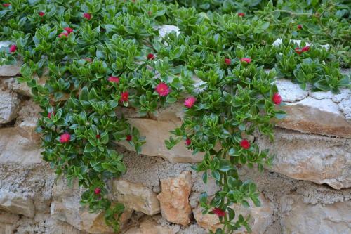 Apartments Danijela
