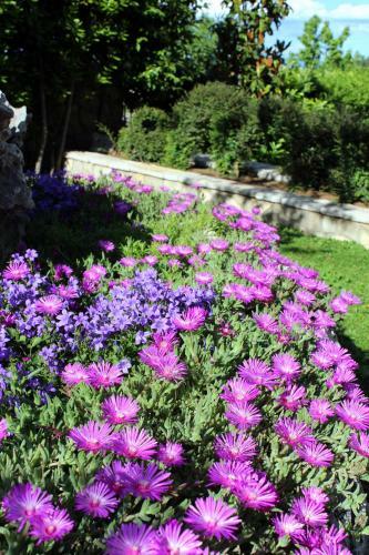 Apartments Dalia