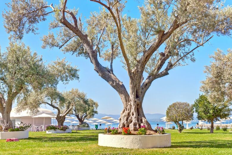 Hotel Bomo Palmariva Beach