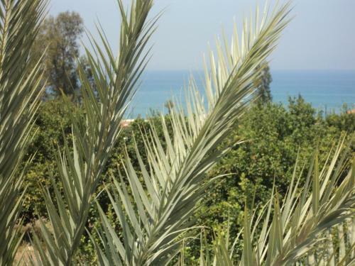 Citrus Grove Villa