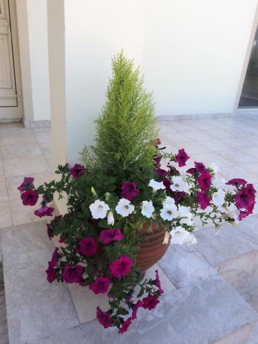 Citrus Grove Villa