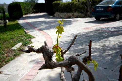 Alonia Villas