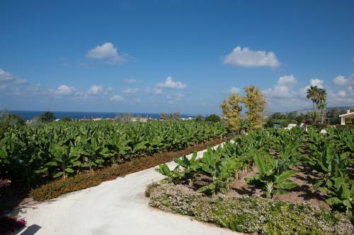 Banana Sunset Villas