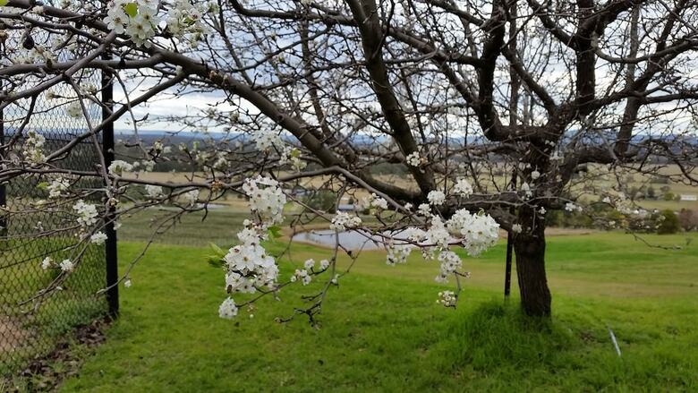 Bed & Breakfast Sovereign Hill Country Lodge