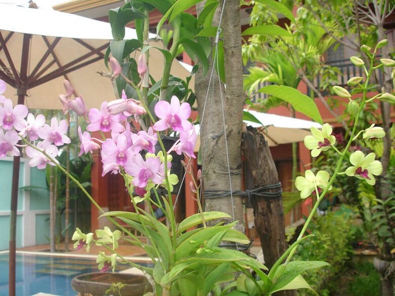 Hotel Jasmine Lodge