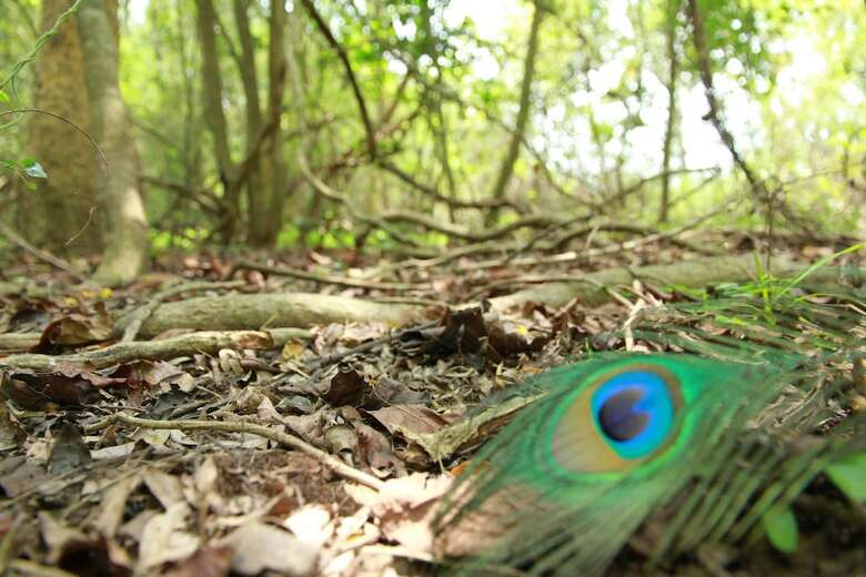 Big Game Camp Wilpattu