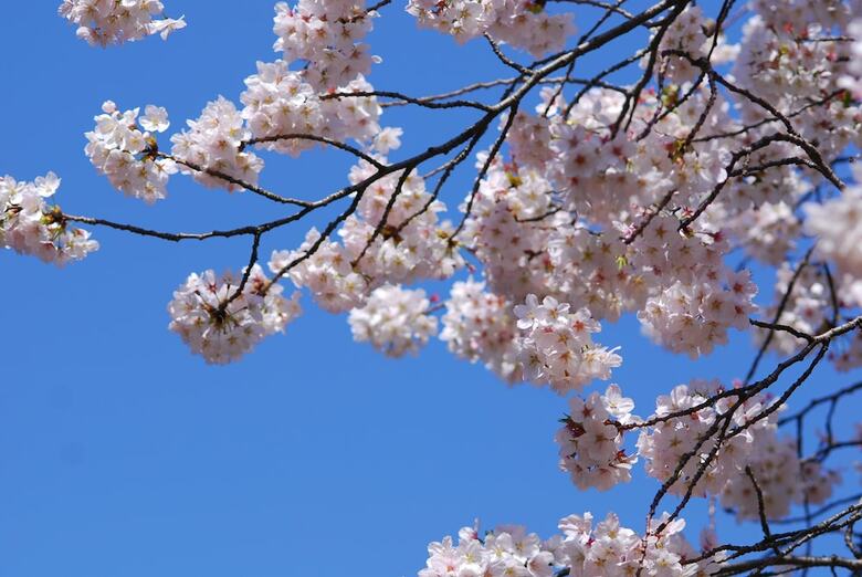 Hotel New Otani Tokyo Executive House Zen