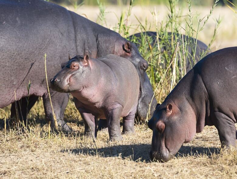 Posada Inyati Game Lodge