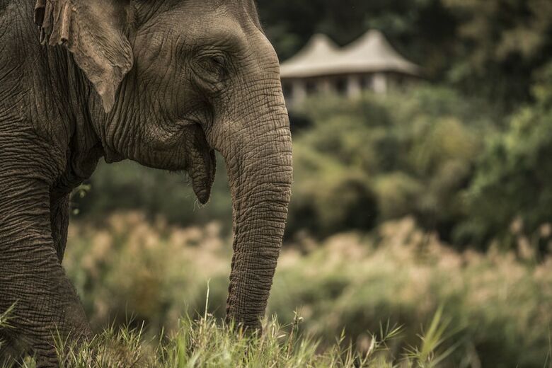 Hotel Four Seasons Tented Camp Golden Triangle - All Inclusive