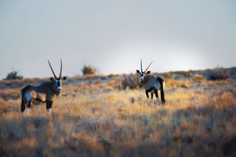 Posada Sandfontein Lodge & Nature Reserve - All-inclusive