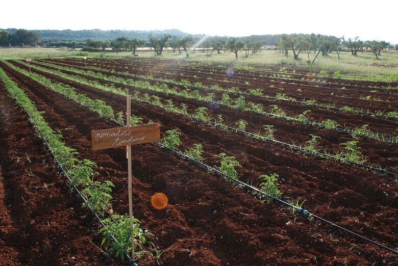Agroturismo Agriturismo Masseria Galatea