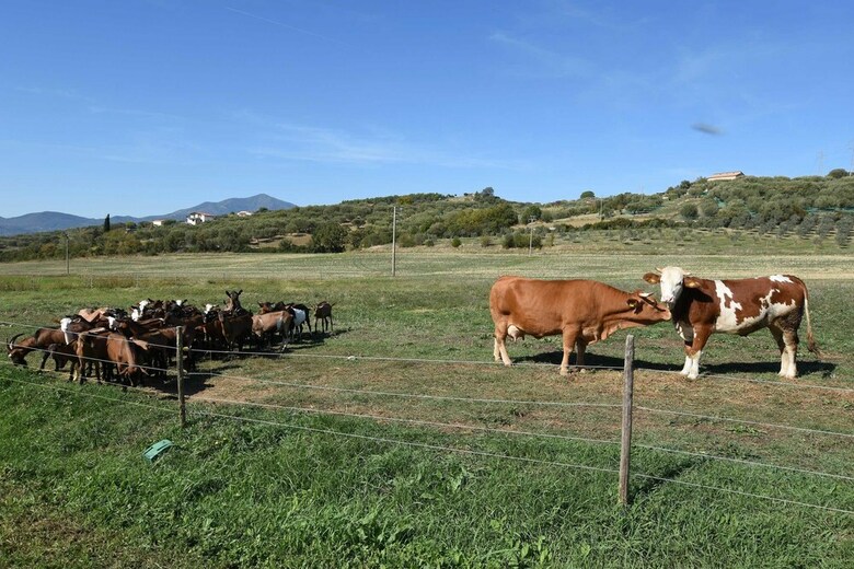 Agroturismo Agriturismo La Petrosa