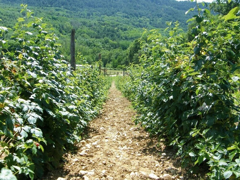 Agroturismo Fattoria Antica Forconia