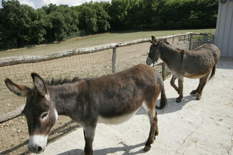 Agroturismo Fattoria Antica Forconia
