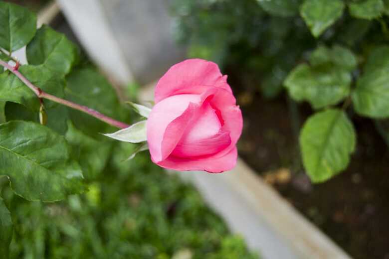 Diyathala Regency Boutique Hotel