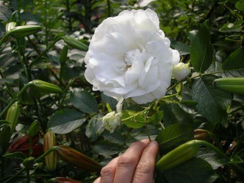 English Country Garden Bed And Breakfast Inn
