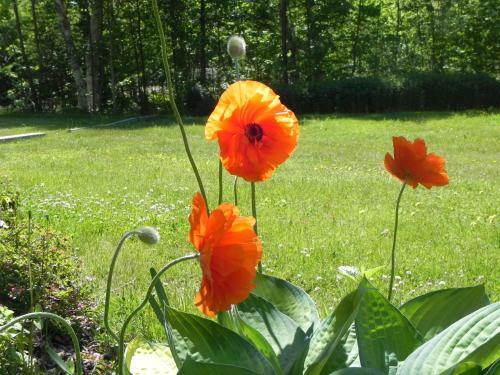 English Country Garden Bed And Breakfast Inn