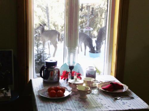 Bed & Breakfast La Petite Douceur