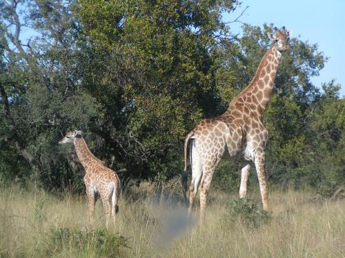 Thaba Khaya Lodge