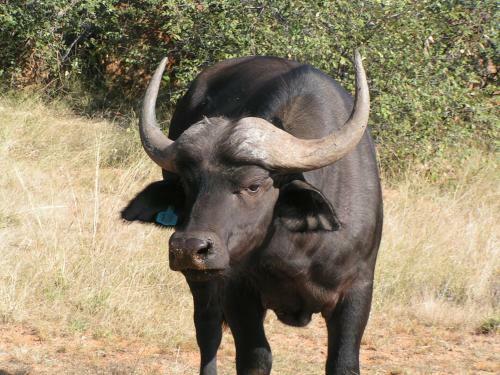 Thaba Khaya Lodge