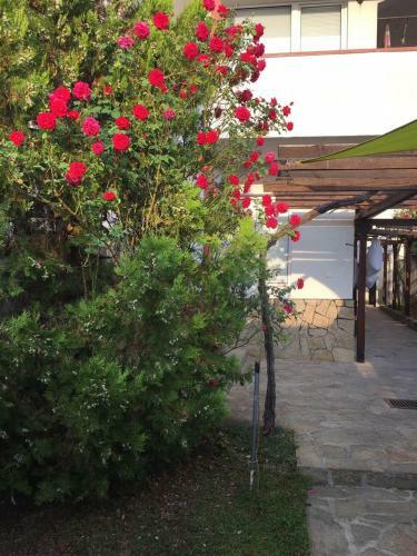 Hostal Guest House Dobrev