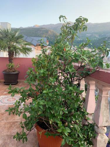 Apartment Kuljic