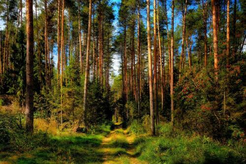 Sosnoviy Bor Eco Health Resort