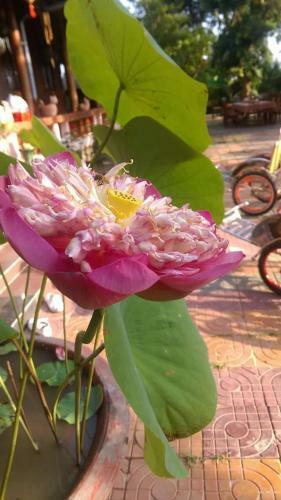 Ut Thuy Homestay