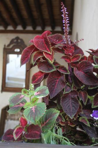 Hotel Kasr-? Canan