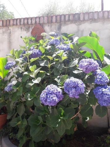 Bed & Breakfast Aluara