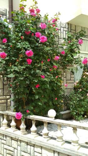 Hostal Mania Guest House