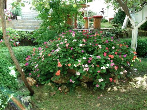 Hostal Villa Exotica