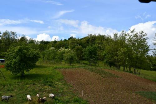Agroturismo Pensiunea Valea Badilii