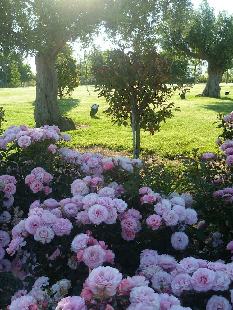 Agroturismo Postiglione Country House