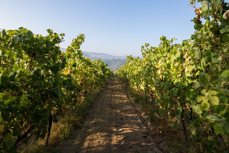 Agroturismo Casa Lata - Wine & Tourism