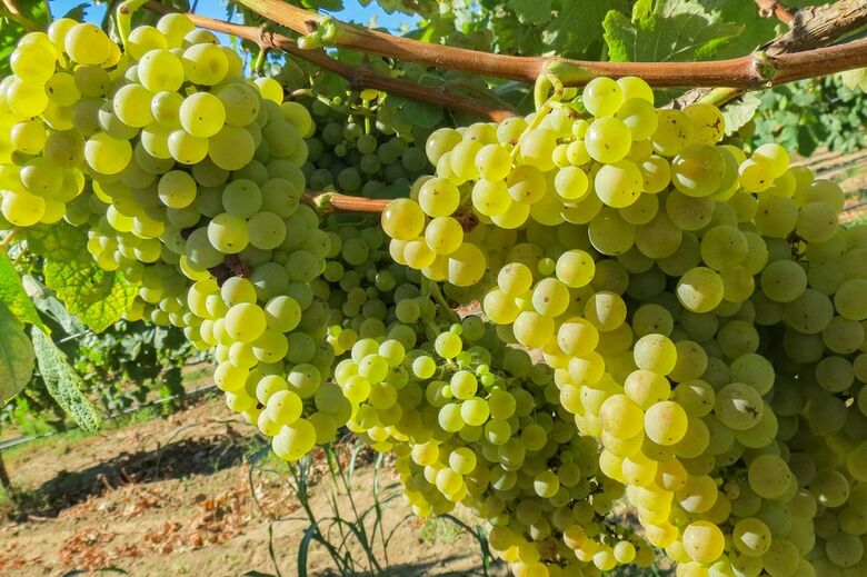 Agroturismo Casa Lata - Wine & Tourism