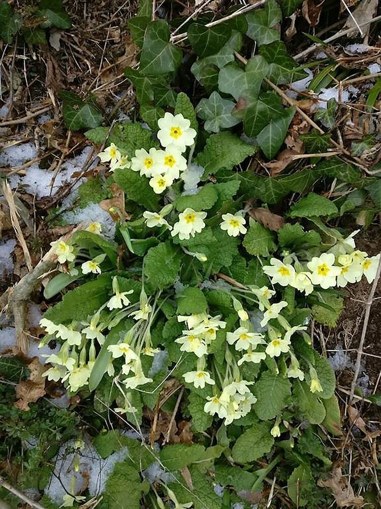 Primrose Cottage B&B